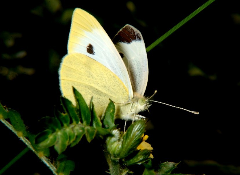 Farfalle in volo e vecchi Coprinus